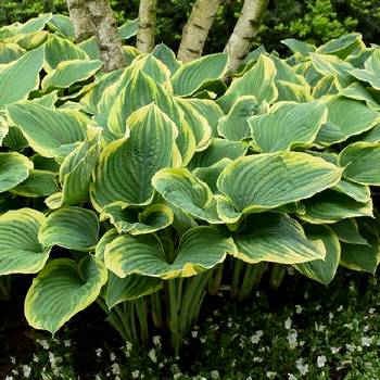 Хоста Hosta ‘Sagae’